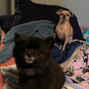 Meet your Posher, Kristin